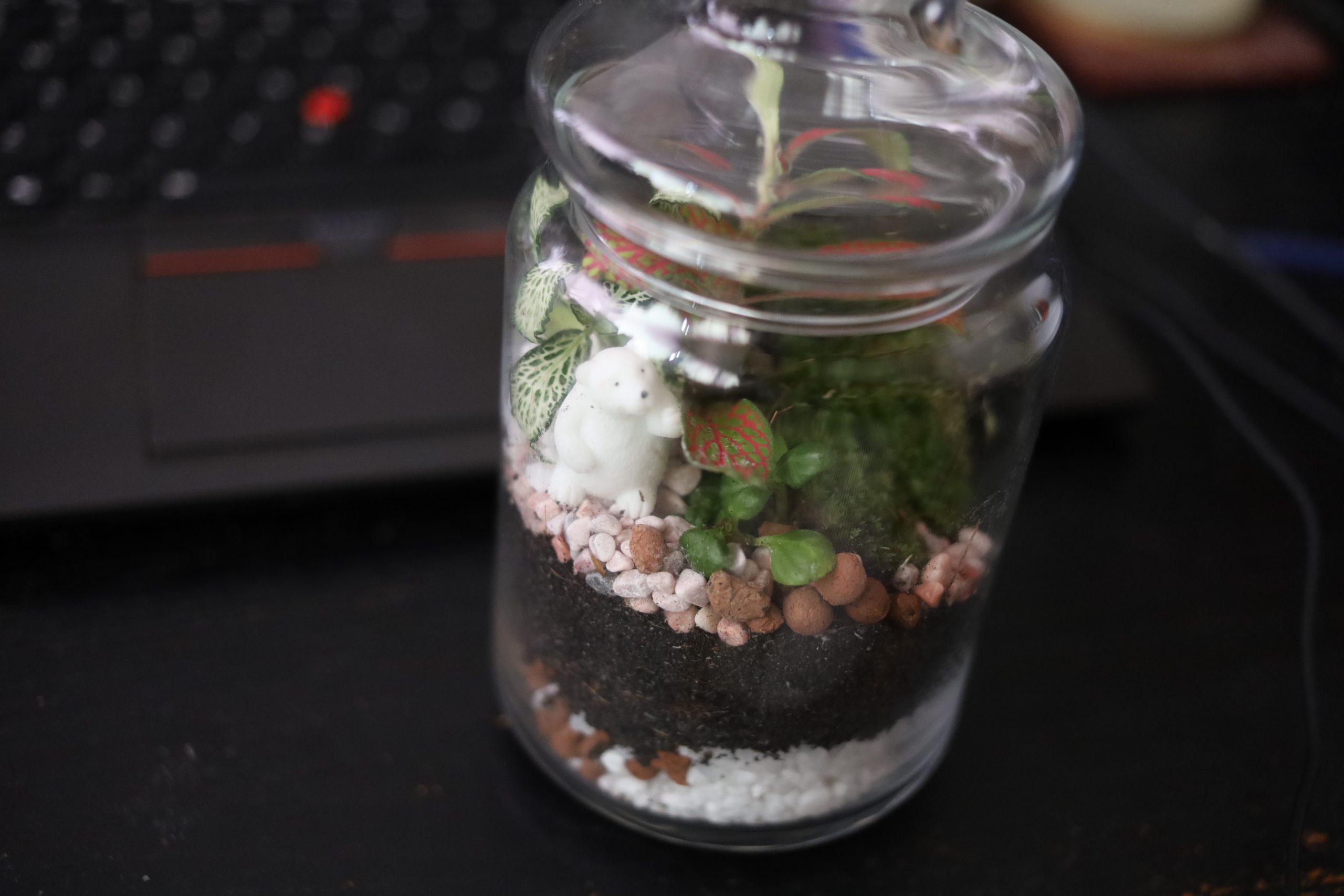My First Terrarium