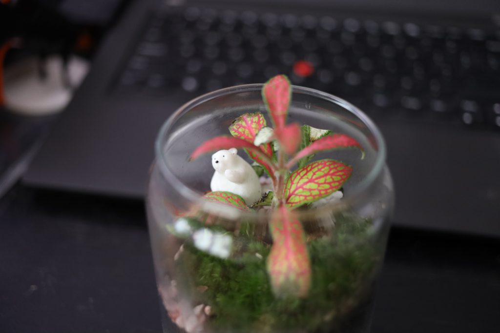 Terrarium with opened lid.